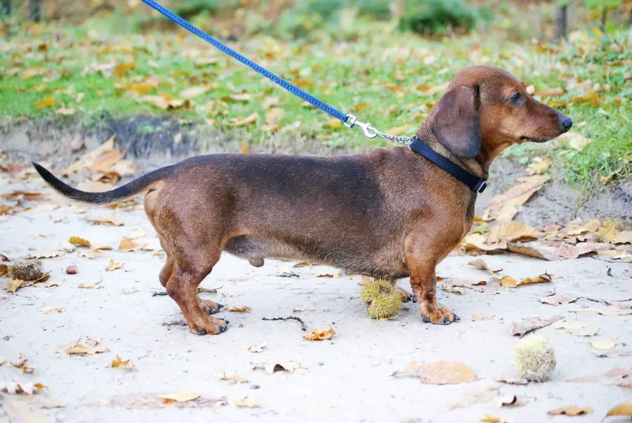 Dachshund going for a walk.