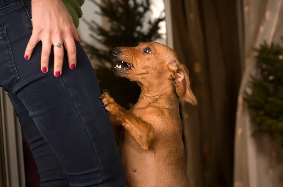 Dachshund barks to owner inside apartment
