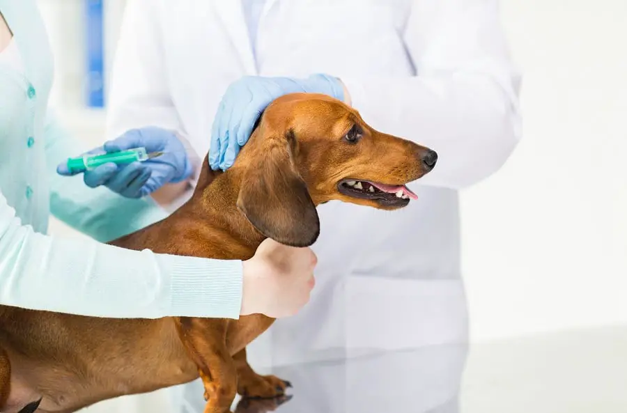 vet giving vaccine to dachshund