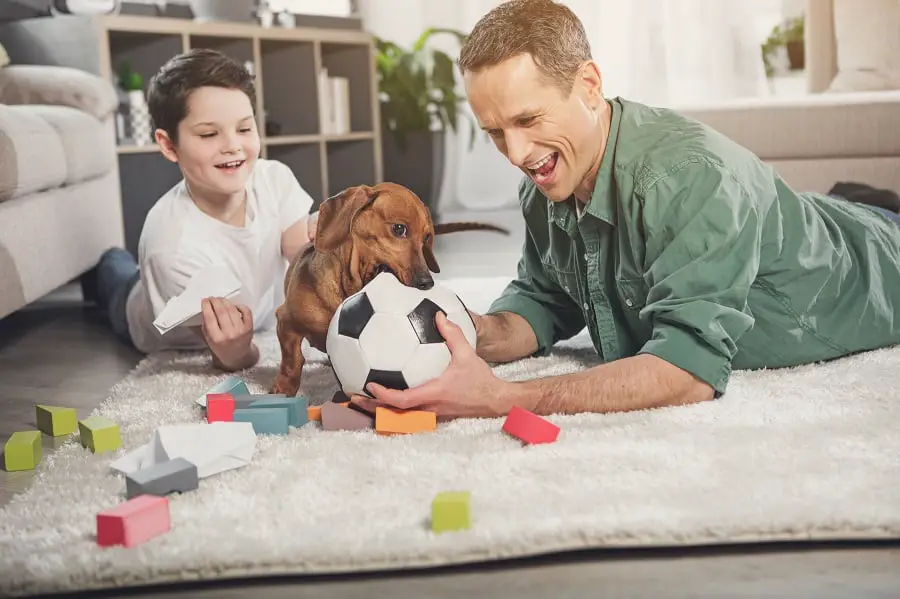 Father and son playing with dachshund at home