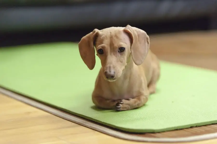 Dachshund sitting looking forward