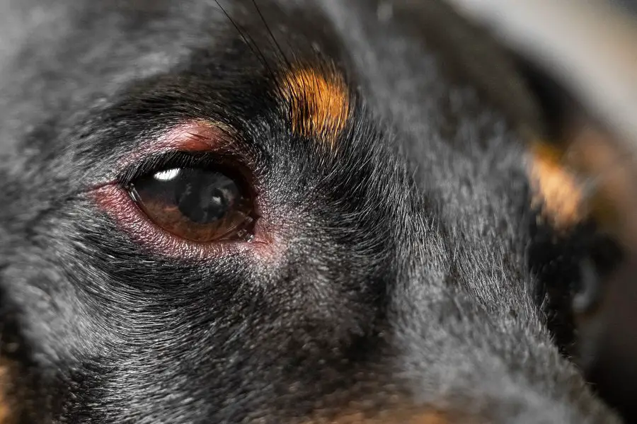 dachshund with Allergic hypersensitivity on eye