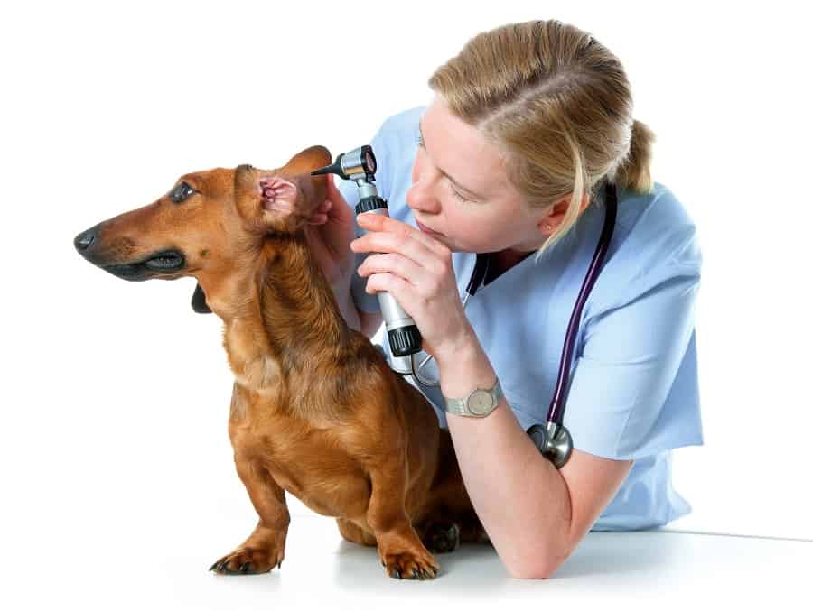 Vet doctor examining a dachshund's ear infection