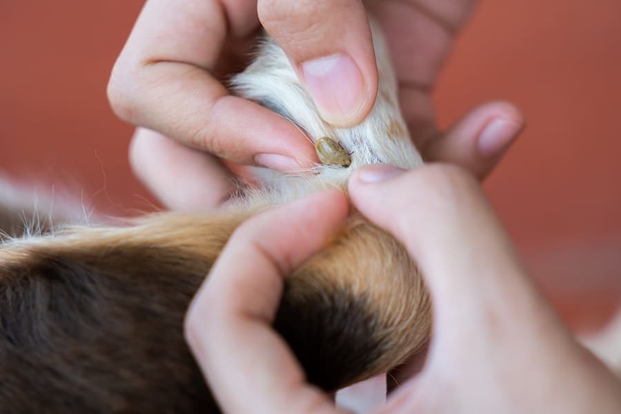 Dachshund's  Allergy from Insect Bite