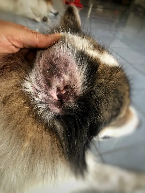 Dermatitis on dachshund's ear
