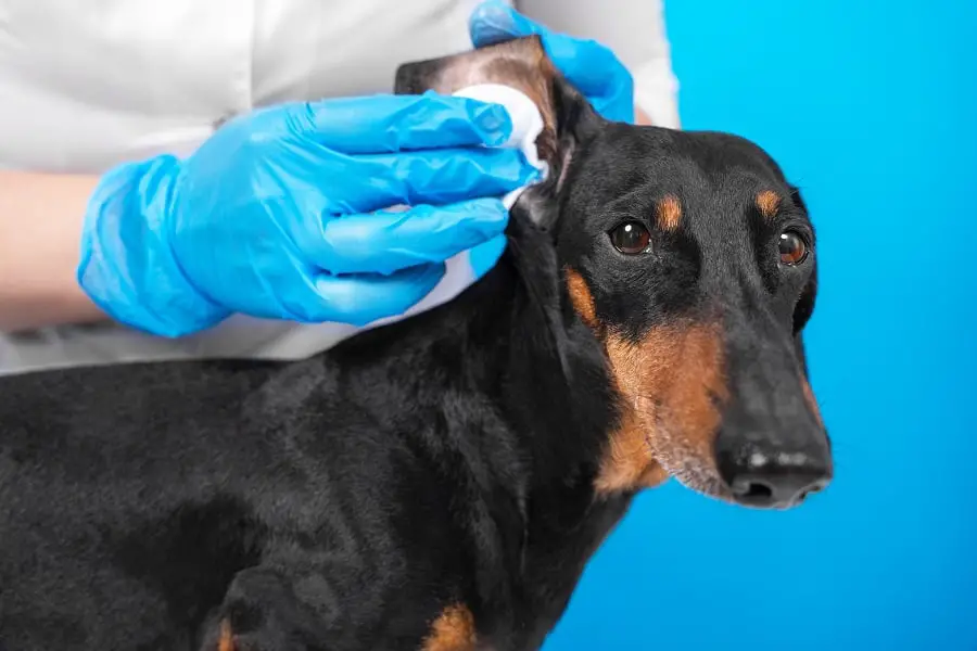 cleaning dachshunds ears with cotton swab 