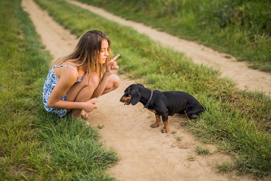 Teenage girl teaching young Dachshund dog to be nice