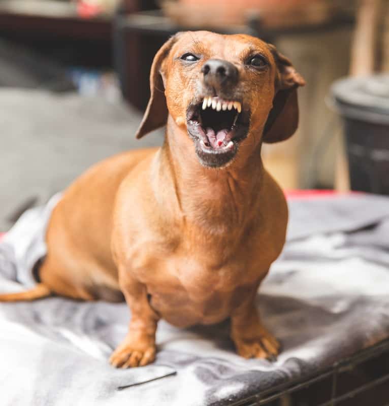 dachshund's aggressive response to fear