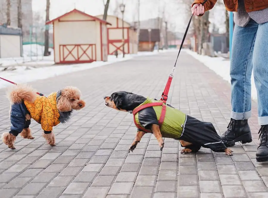 Aggressive dachshund barking at another dog