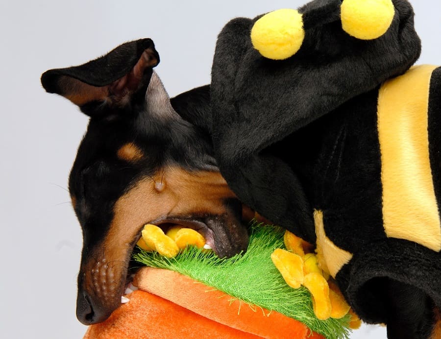 Aggressive Dachshund puppy attacking a flower pot