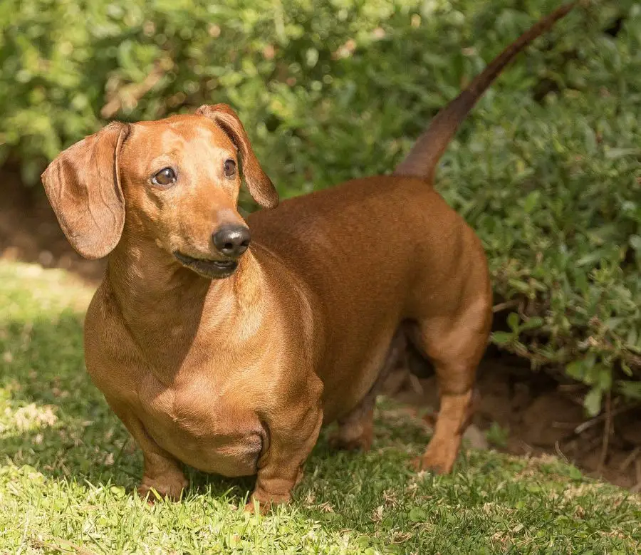 Dachshund looking alert