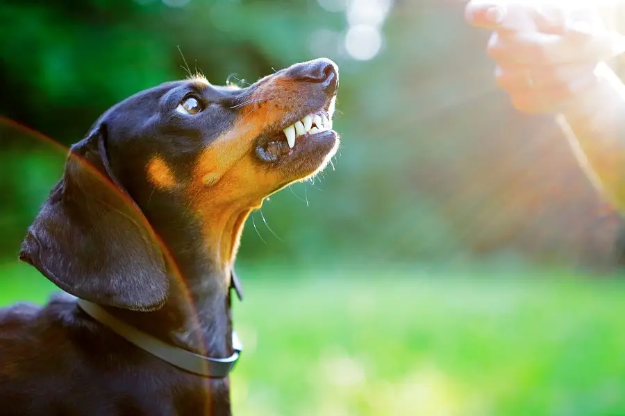 dachshund's aggression toward stranger