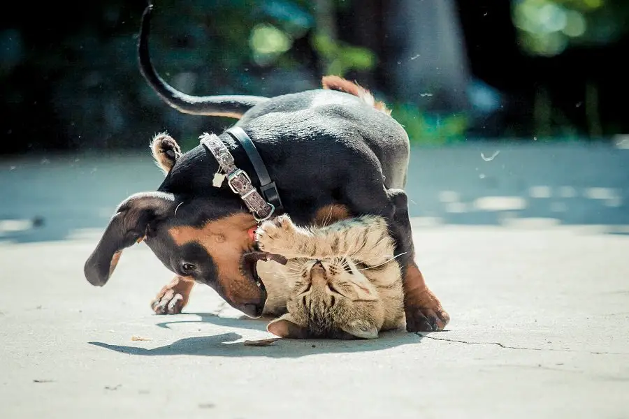 dachshund and cat playing