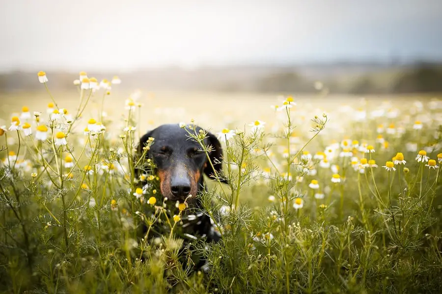dachshunds allergy from pollen