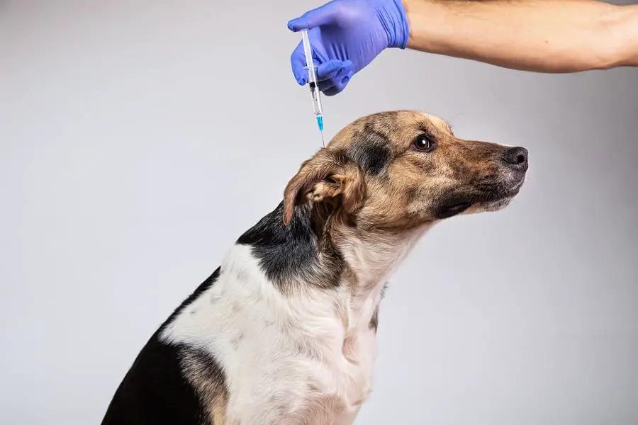 dachshunds allergy from vaccination