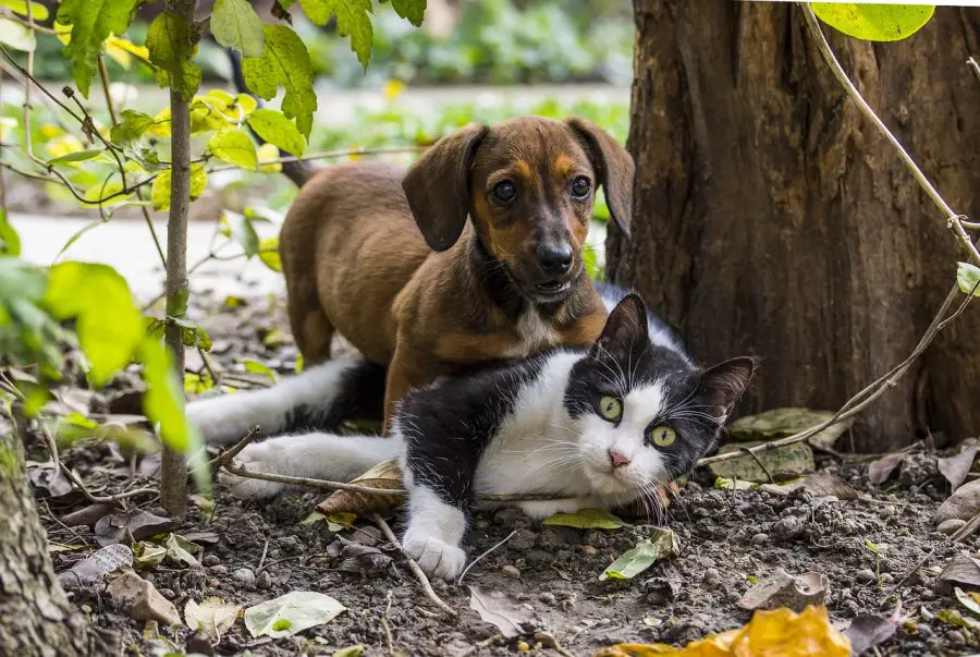 Dachshund and Cat