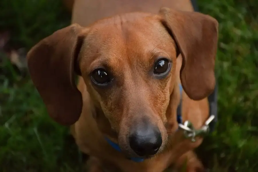 Dachshund looking up