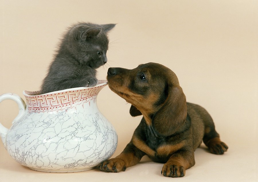 introducing your dachshund and cat