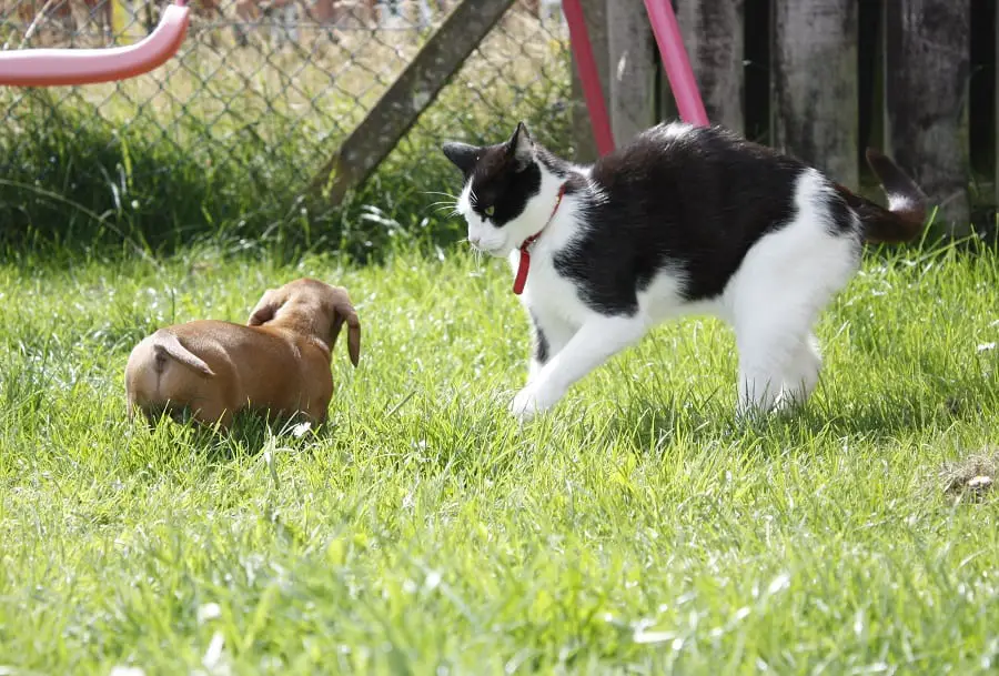 Dachshund dog in standoff with a cat