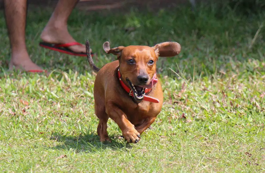 Dachshund Running