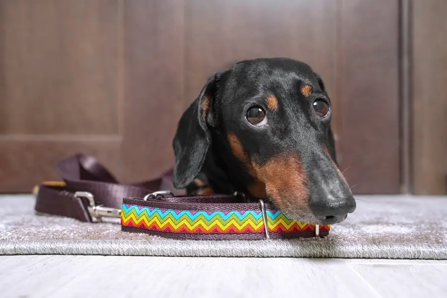 black and tan dachshund with bright colorful collar