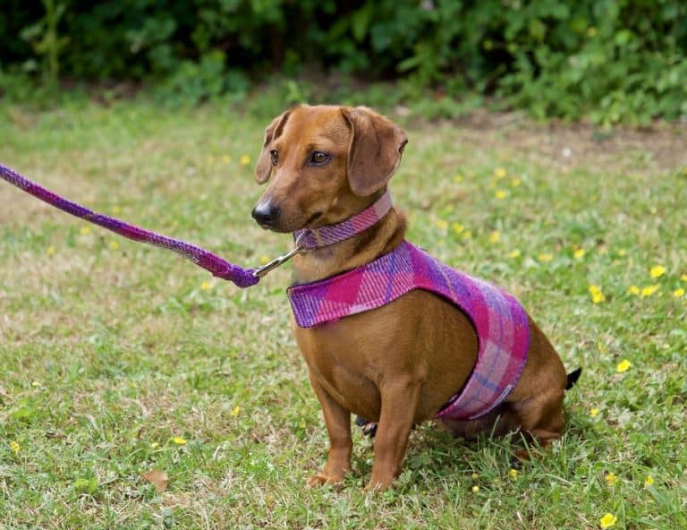 Should You Use a Harness or a Collar for Your Dachshund