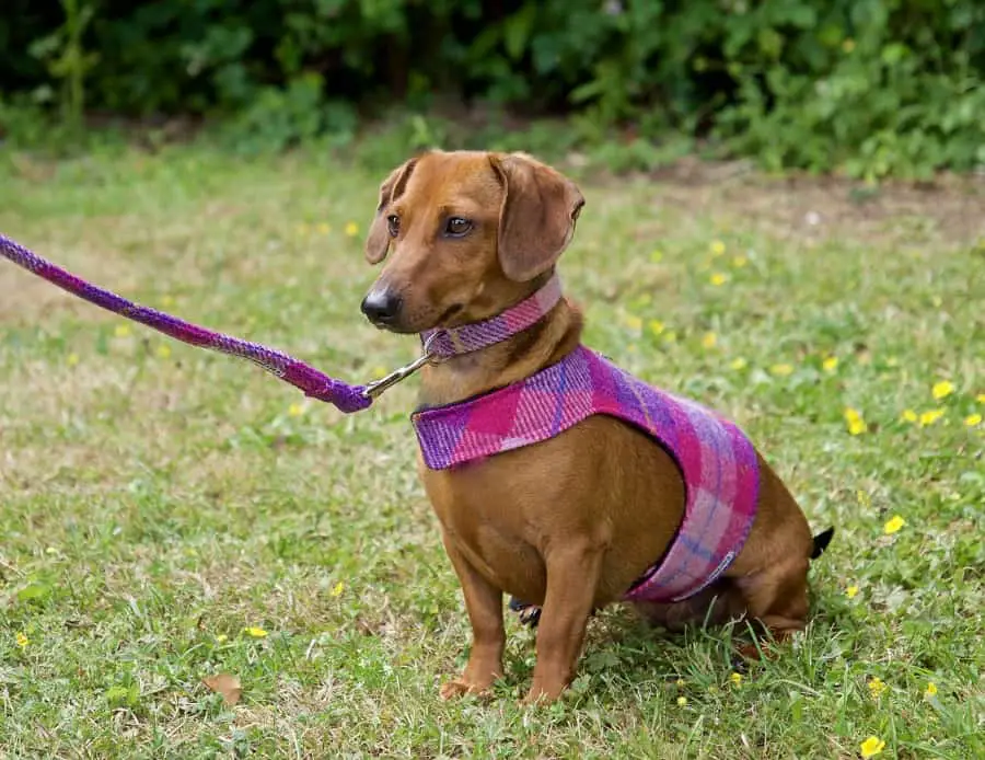 Dachshund dog sitting on grass in a harness