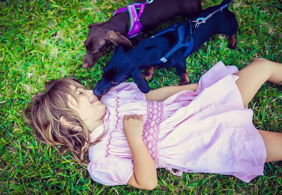 Bassotto che annusa il viso di una bambina