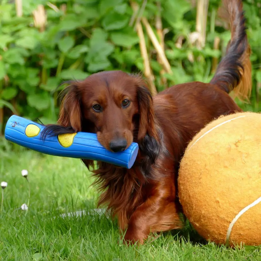 dachshund playing