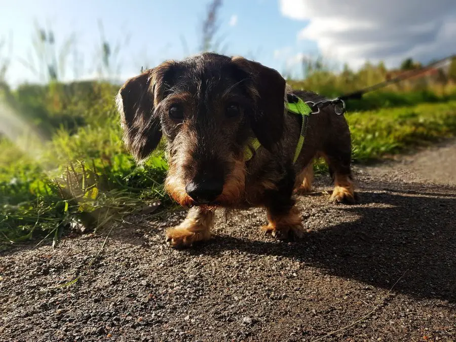 dachshund with harness