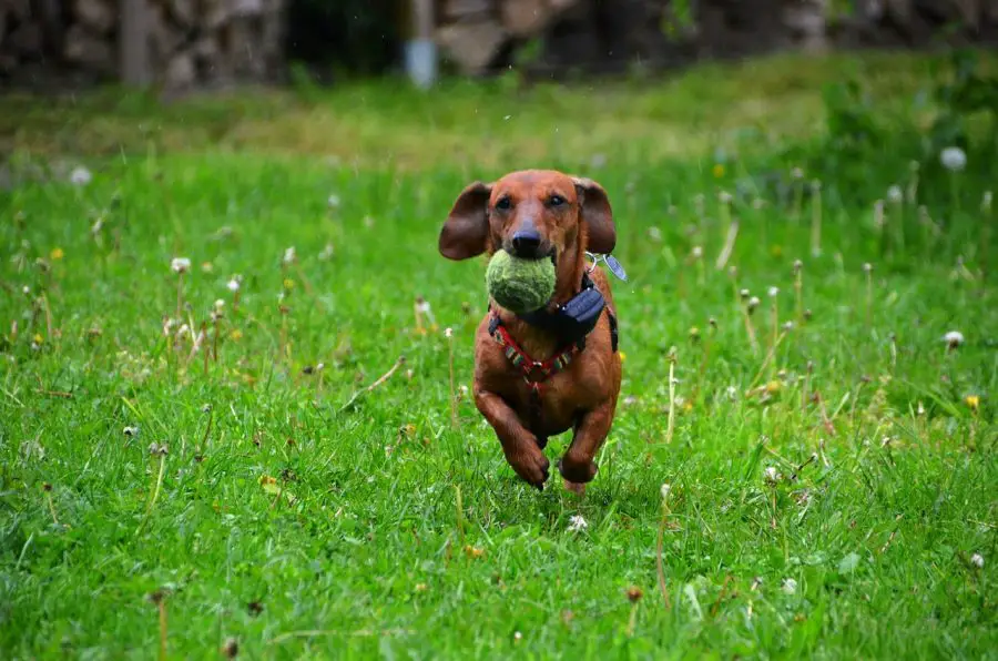 Dachshund running with ball