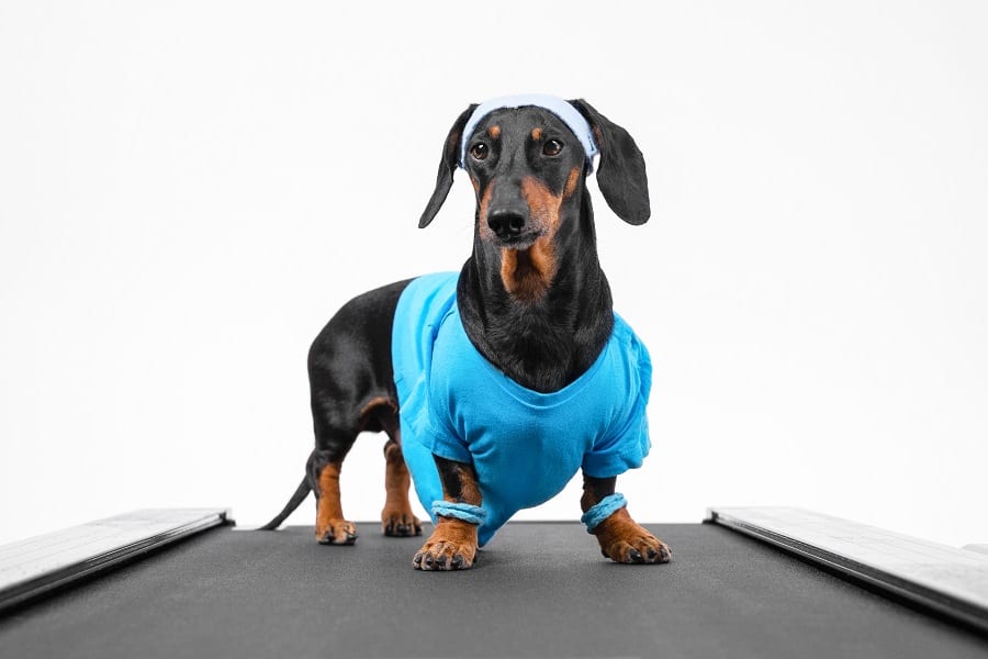 dachshund exercising on treadmill