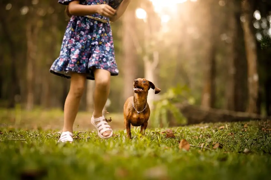 girl running and playing with dog