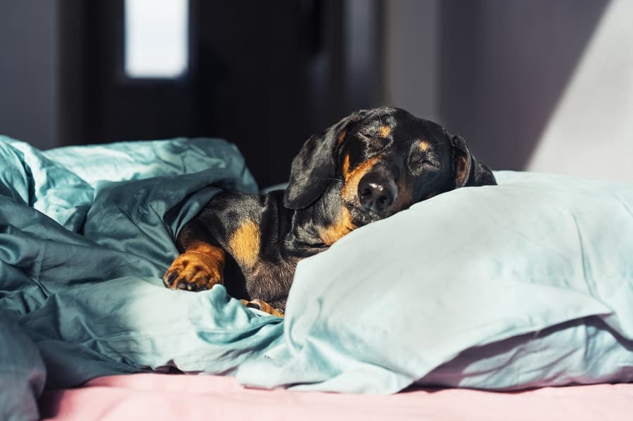 dachshund puppy sleeping in bed 