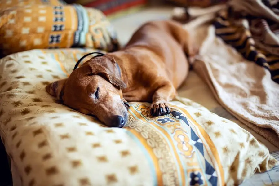dachshund sleeping comfortably on the couch