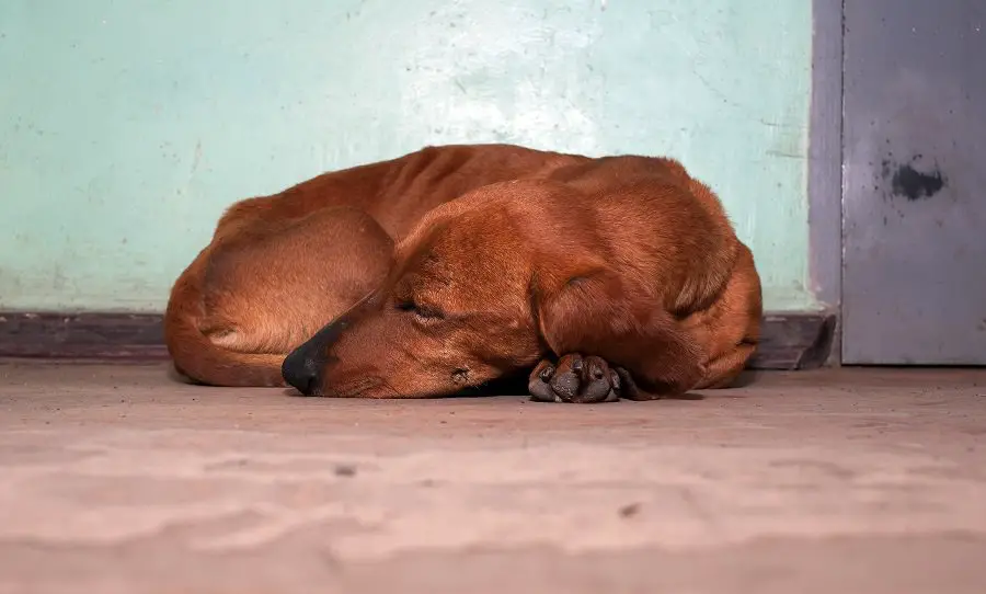 dachshund curled up asleep on the floor