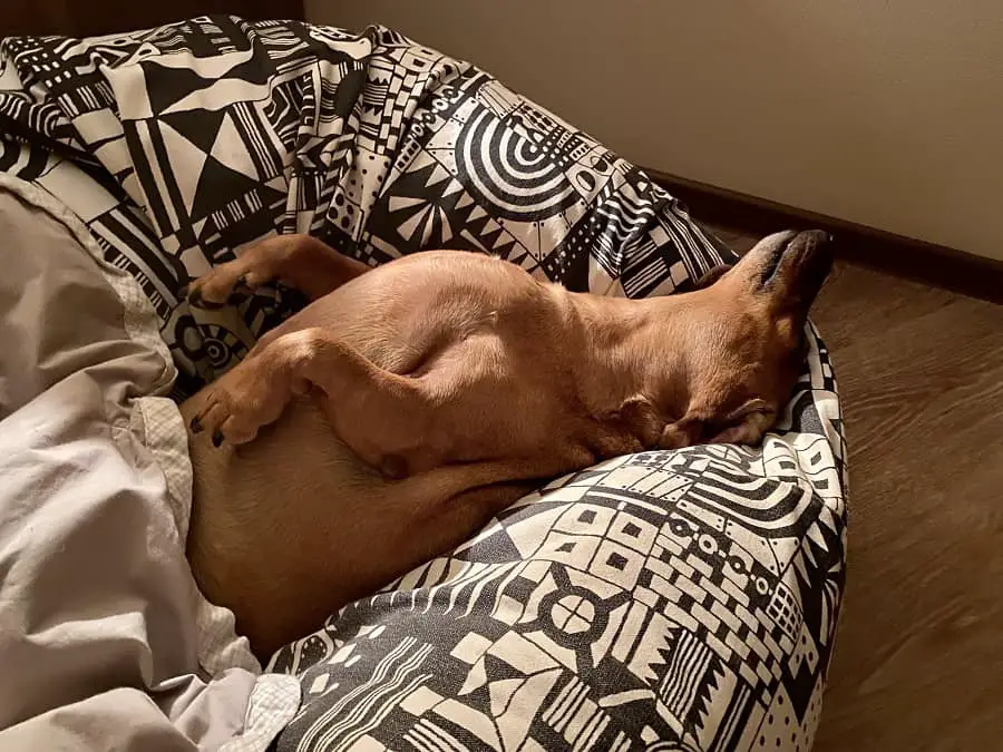 adult dachshund dog is sleeping