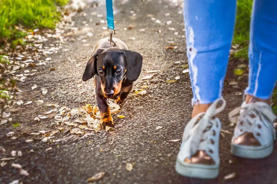 Miniature Dachshund puppy on walk