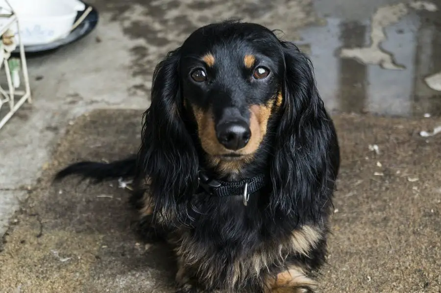 Long Haired Dachshund looking straight ahead