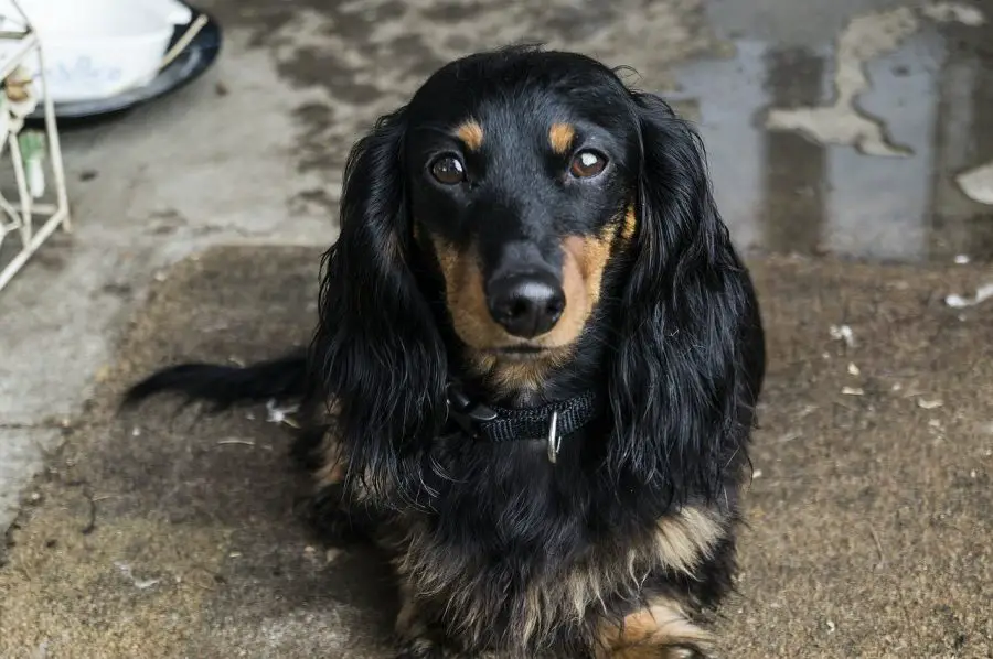 Dachshund looking straight ahead