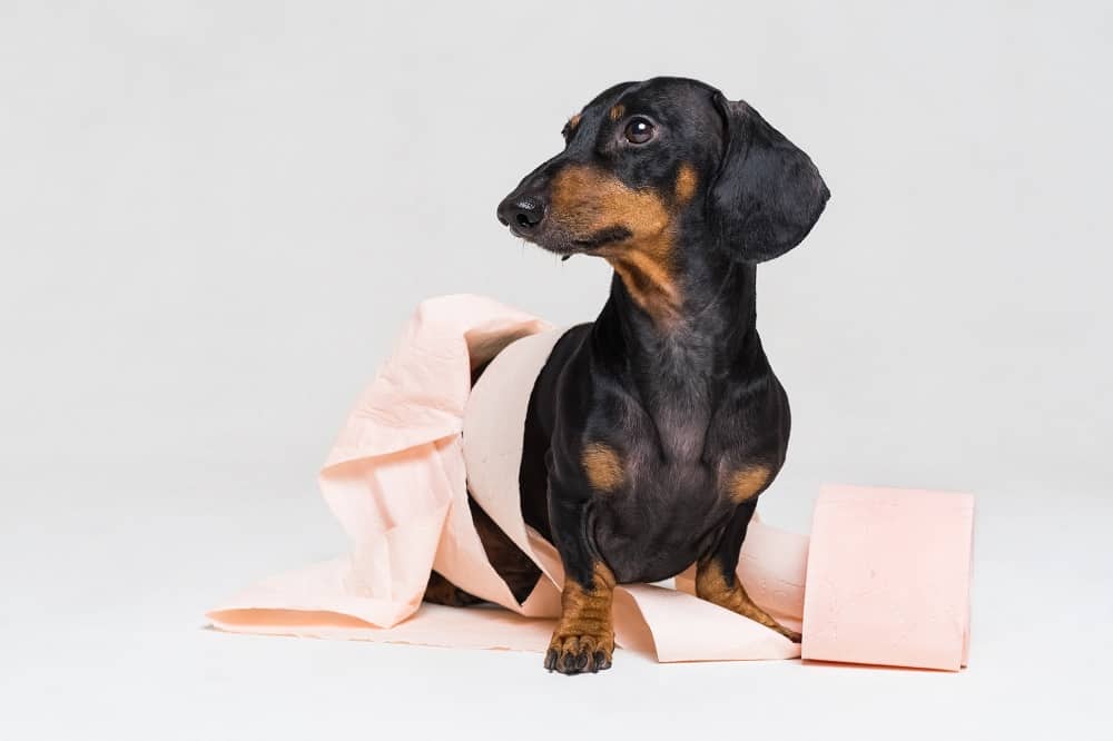 potty training a dachshund