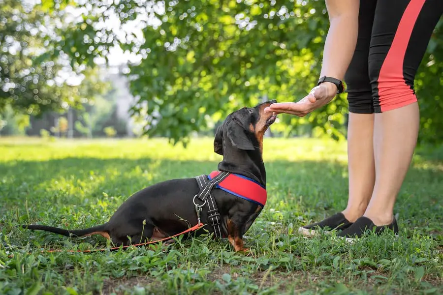 owner training dachshund in the park