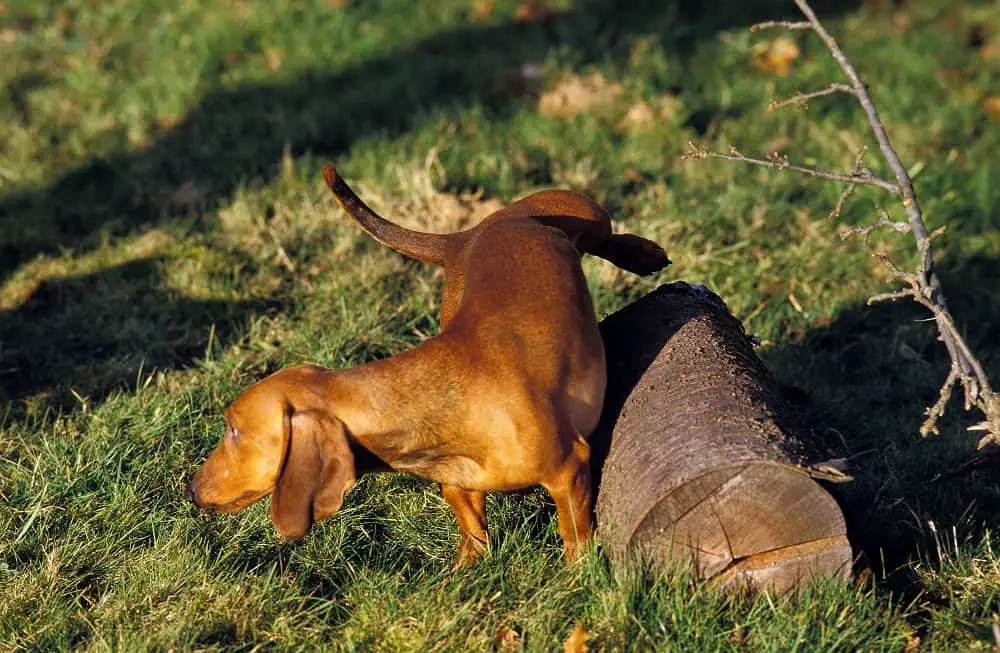 Smooth-Haired Dachshund Urinating Outside