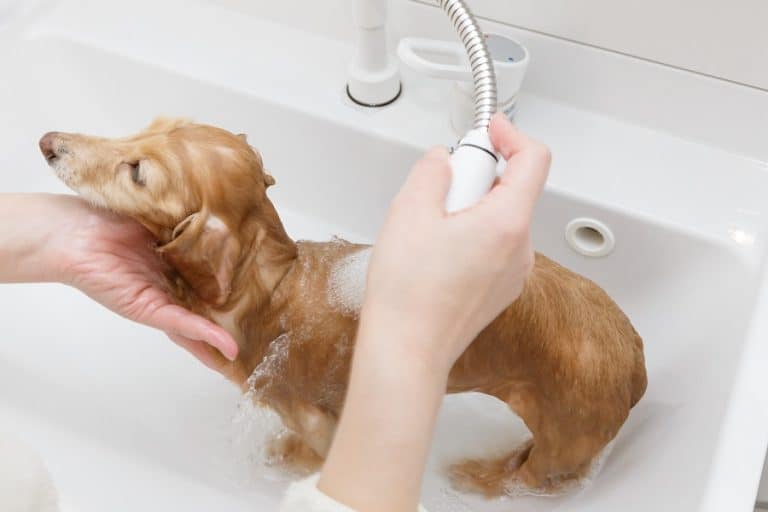 Smelly Dachshund? If So, 10 Tips to Keep Bad Odor Away Dachshund Journal