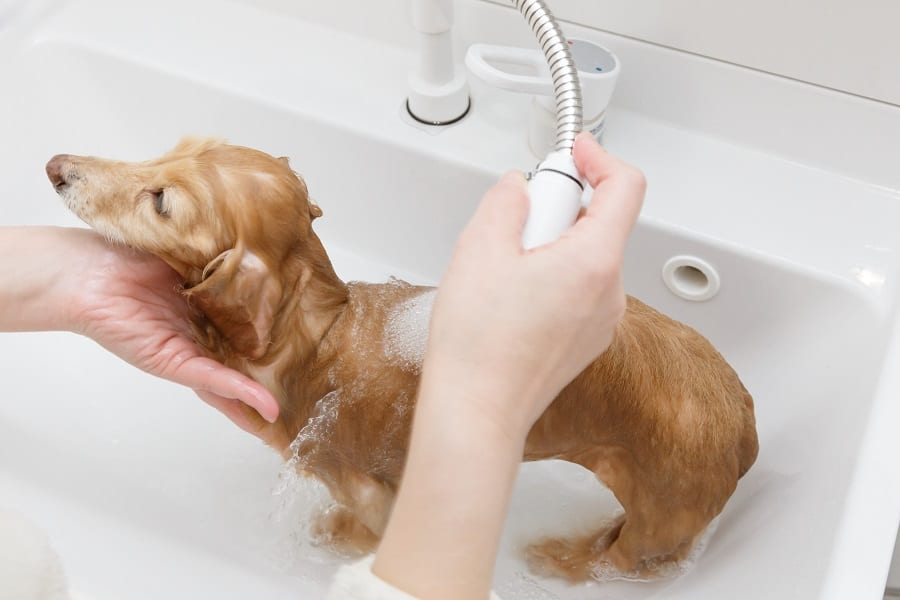 bathing Dachshund to remove body odor