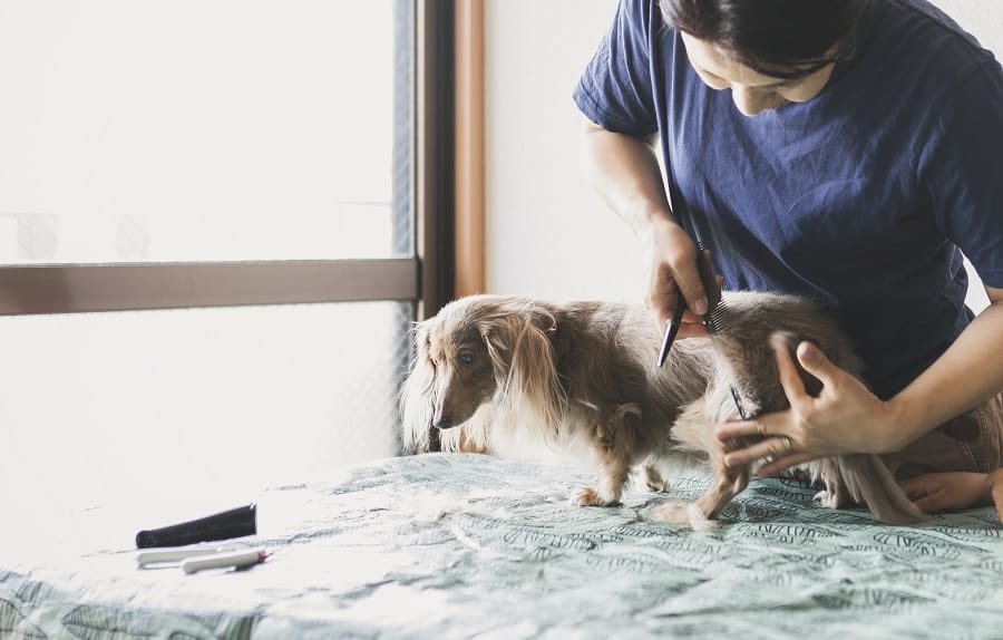 women trimming dachshund's hair