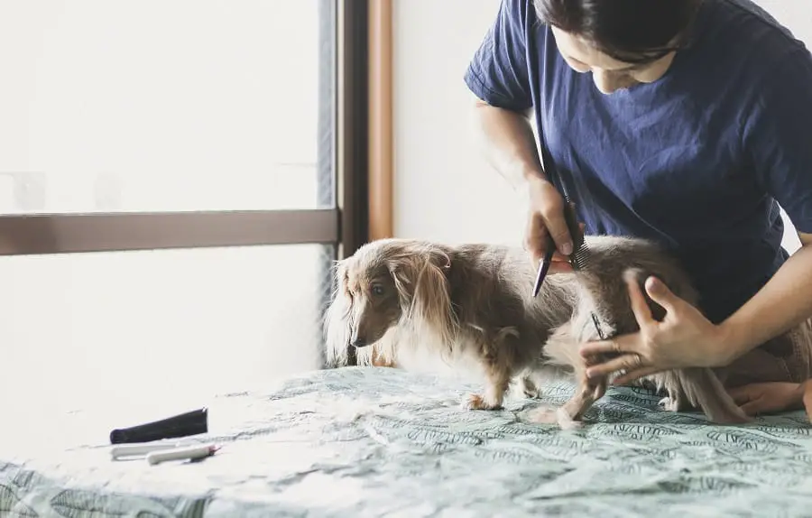 women trimming dachshund's hair's hair