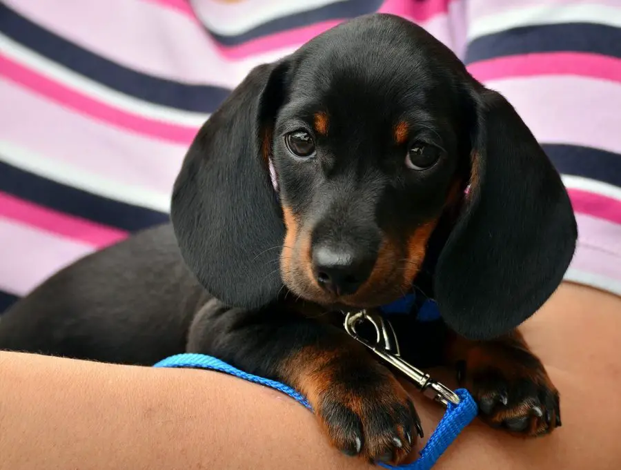 realização de dachshund em seus braços