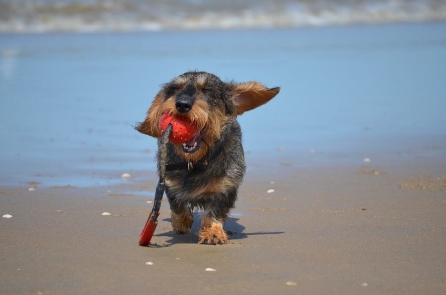 Dachshund se bucură de o jucărie lângă apă