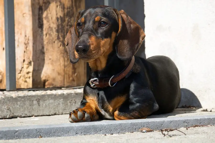 Dachshund looking ahead